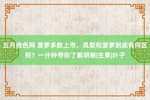 五月桃色网 菠萝多数上市，凤梨和菠萝到底有何区别？一分钟带你了解明晰|生果|叶子